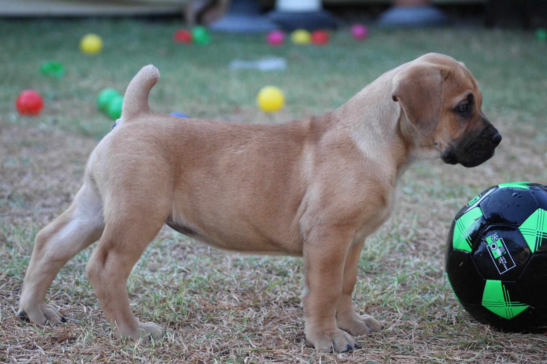 TXT Boerboels In Oklahoma Boerboel Puppies Good Dog txt-boerboels-in-oklahoma-boerboel-puppies-good-dog