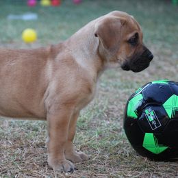 Boerboels from TXT Boerboels