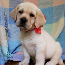 Laurel - Yellow female Labrador Retriever puppy in Texas from Belle Rose Labradors