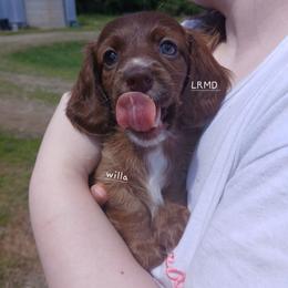 Willa - Red female Dachshund puppy in West Alexandria, Ohio from Low Ryder Mini Dachshunds
