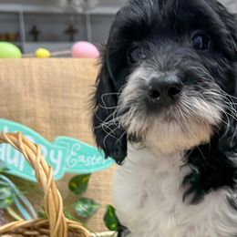 Rolo: Black & White Tuxedo - Parti Goldendoodle puppy in Raceland, Louisiana from Cajun Doodles