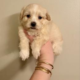 Yoda - Cream male Maltipoo puppy in Morehead, Kentucky from Paw Perfect Pets