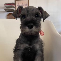 Amber - Salt and pepper female Miniature Schnauzer puppy in San Diego, California from KMS-Miniature Schnauzers