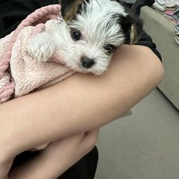 Yorkshire Terrier Puppies from Snacksville Yorkies