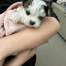 Yorkshire Terrier Puppies from Snacksville Yorkies