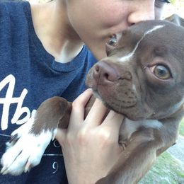 Boston Terriers and Boxers from Sweet Georgia Boston’s