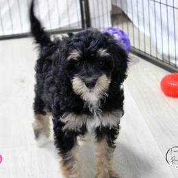 Miss Pink - Black white and tan female Springerdoodle puppy in Kendall, New York from Family Raised Doodles