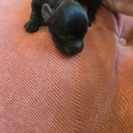 Havapoo puppies from Kingdom Bound By Design