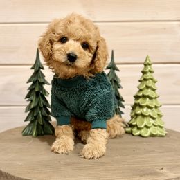 Blue Collar - Apricot male Poodle puppy in Pentwater, Michigan from Dumaw Creeks Pups