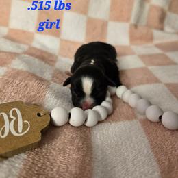 Zumi - Black and white female Havanese puppy in Trinity, Alabama from Tooties Cuties Havanese