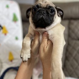 Pug Puppies from PugsncuddlesTN