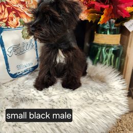 Miniature Schnauzer Puppies from J&L Floppy Eared Schnauzers