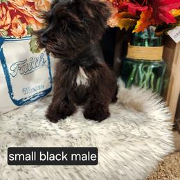 Miniature Schnauzer Puppies from J&L Floppy Eared Schnauzers