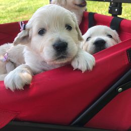 Golden Retriever Puppies from Freedom Retrievers