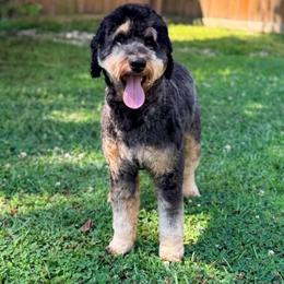 Nala - Bernedoodle