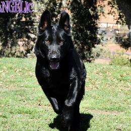 Angelic - German Shepherd