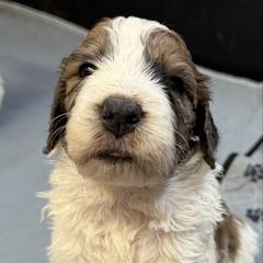 Girl 3 - Rust and white female Saint Berdoodle puppy in San Antonio, Texas from Mammoth Doodles