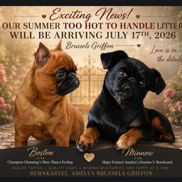 Brussels Griffon puppies from Amelyn Show Dogs