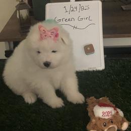 Green Girl - White and biscuit female Samoyed puppy in Colorado Springs, Colorado from T&M Samoyeds