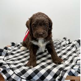 Girl 3 - Chocolate female Cavapoo puppy in Maryville, Missouri from Rolling Acres Doodles and Poodles