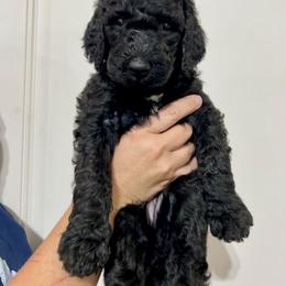 Poodle Puppies from Post Falls Poodles