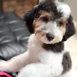 Tiger - Parti male Poodle puppy in Saint Cloud, Florida from Rising Star Kennels