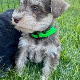 Green - Liver male Miniature Schnauzer puppy in Golden Ridge, Montana from Miniature Schnauzers