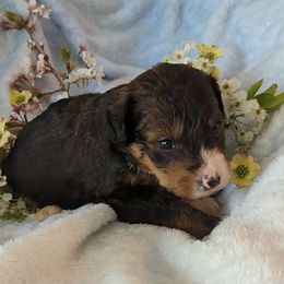 Blush - Tri-color Bernedoodle puppy in Shiloh, Georgia from Doodle Mountain