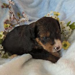 Blush - Tri-color Bernedoodle puppy in Shiloh, Georgia from Doodle Mountain