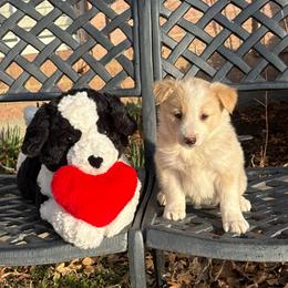 Mochi - White and gold female Border Collie puppy in Mckinney, Texas from Border Collies of Ruidoso