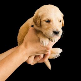Elijah ( Blue collar) - Dark golden male Golden Retriever puppy in Oregon from A Goldens First Love
