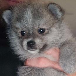 Pomsky Puppies from Amazing High Desert Pomskys