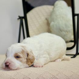 Happy - male Australian Mountain Doodle puppy in Decatur, Illinois from Signature Doodles