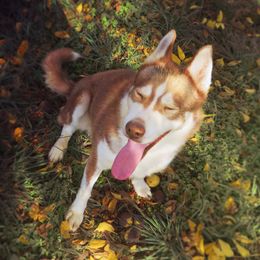 Glass - Siberian Husky