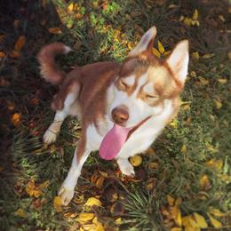 Glass - Siberian Husky