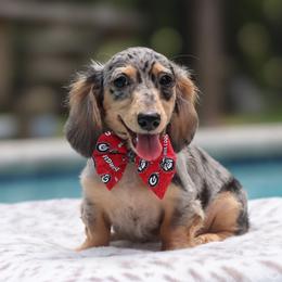 Charmer - Dapple male Dachshund puppy in Woodbine, Georgia from Walker's Minidachs