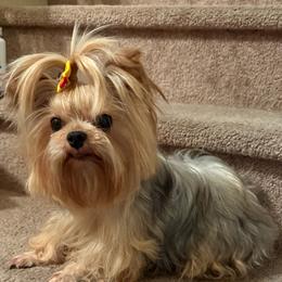 Suki - Yorkshire Terrier