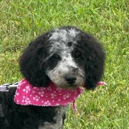 Erin - Goldendoodle