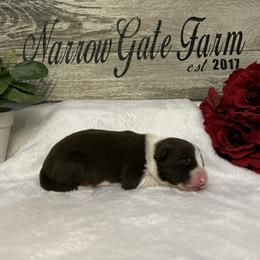 Mulan - White and red female Border Collie puppy in Moody, Texas from Narrow Gate Farm
