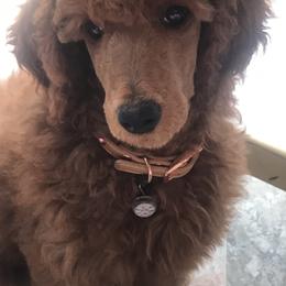 Poodle puppies from Round Rock Rubies