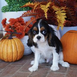 Corey - Tri-color male Cavalier King Charles Spaniel puppy in Lula, Georgia from Cavaliers by Crumley