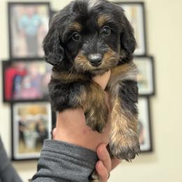Red collar - Blue merle male Aussiedoodle puppy in Fairmount, Georgia from Muscadine Meadows Farm
