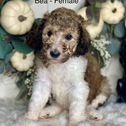 Poodles and Whoodles from Whoodles of the Valley