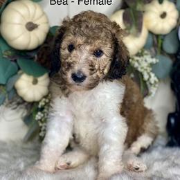 Poodles and Whoodles from Whoodles of the Valley