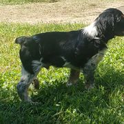 French Brittany Puppies from Dakota Point Kennel