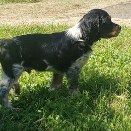 French Brittany Puppies from Dakota Point Kennel
