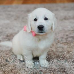 Miss Peach - Light golden female Golden Retriever puppy in Bedford, Indiana from Indiana Goldens