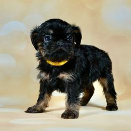 Yellow Collar Girl - Black and tan female Brussels Griffon puppy in Florida from Robin’s Griffons
