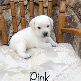 Snowy - Yellow female Labrador Retriever puppy in Pilot Hill, California from Houston Labradors