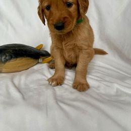Golden Retriever Puppies from Thoroughmark Retrievers
